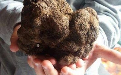 Trufas en el Parque Cultural de Maestrazgo, Teruel