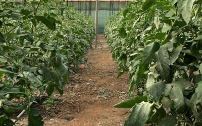 Agroviva: emprendimiento con agricultura ecológica – Flexitanq